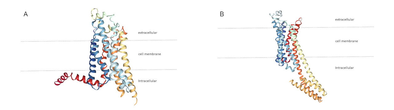 adenosine receptor that resembles the one on right above and adenosine receptor that resembles the one on left above